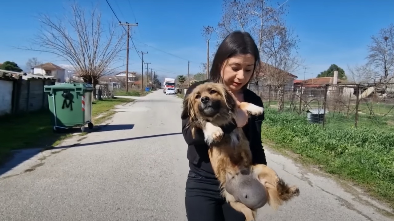 Cagnolina con una massa sulla pancia: salvata dai volontari