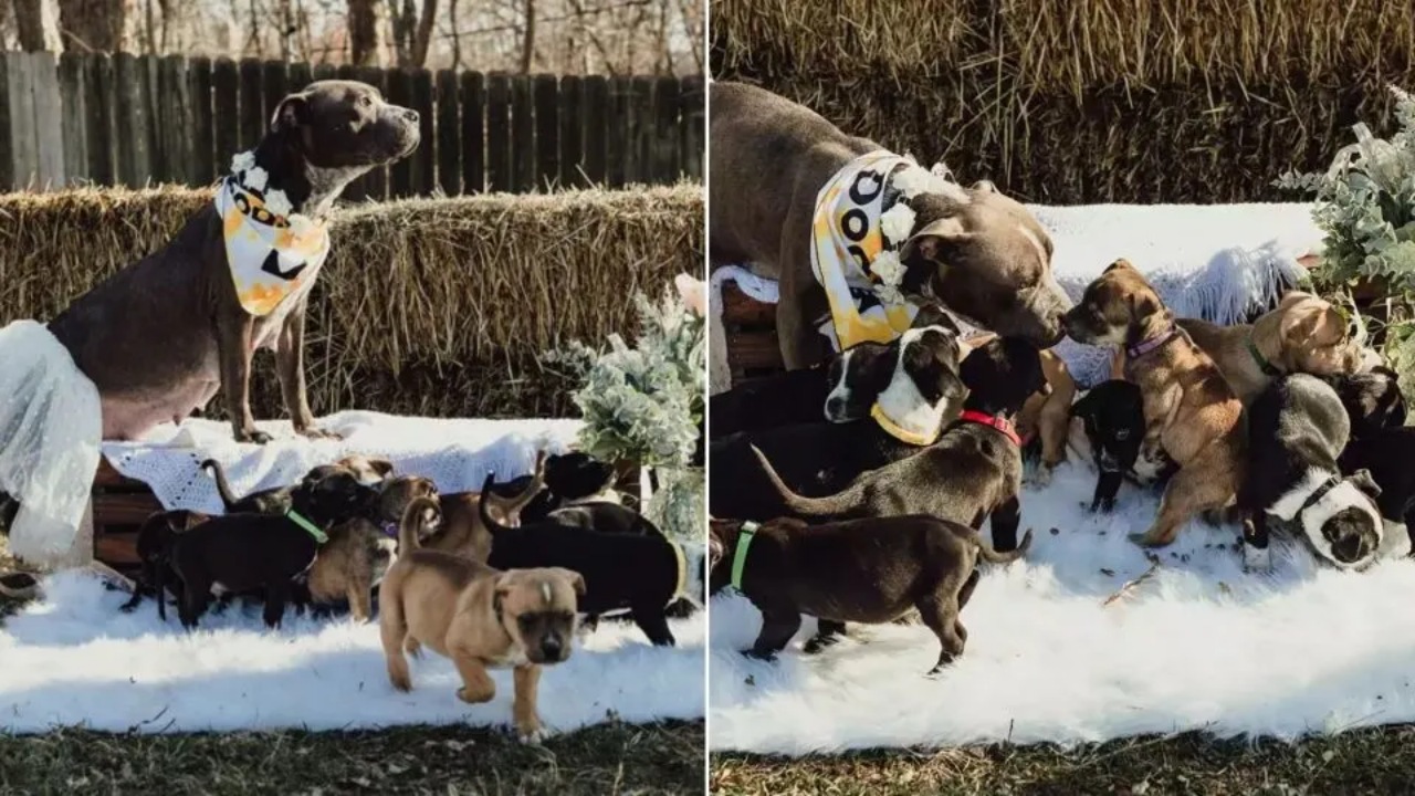 Cagnolina incinta: le organizzano un servizio fotografico