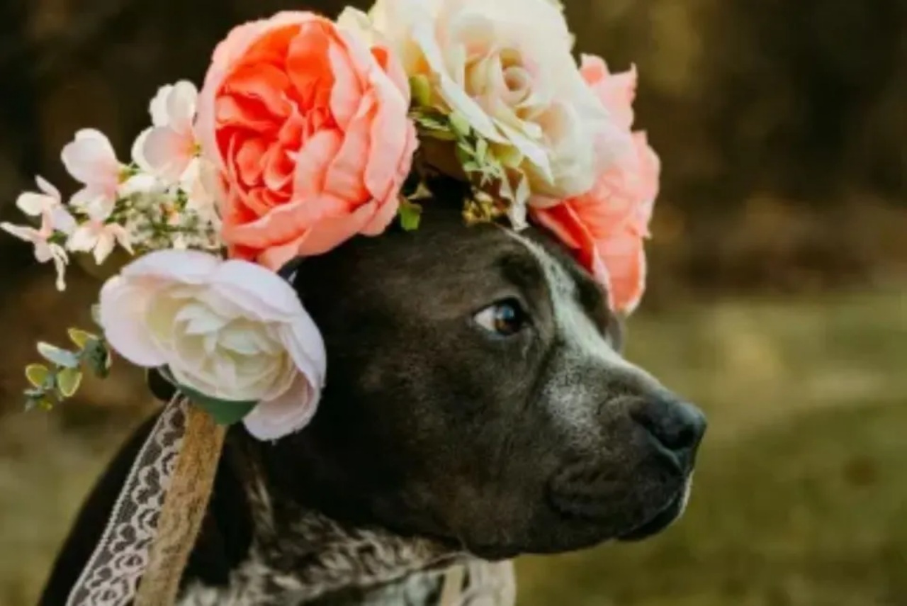 Cagnolina incinta: le organizzano un servizio fotografico