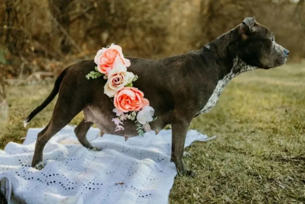 Cagnolina incinta: le organizzano un servizio fotografico