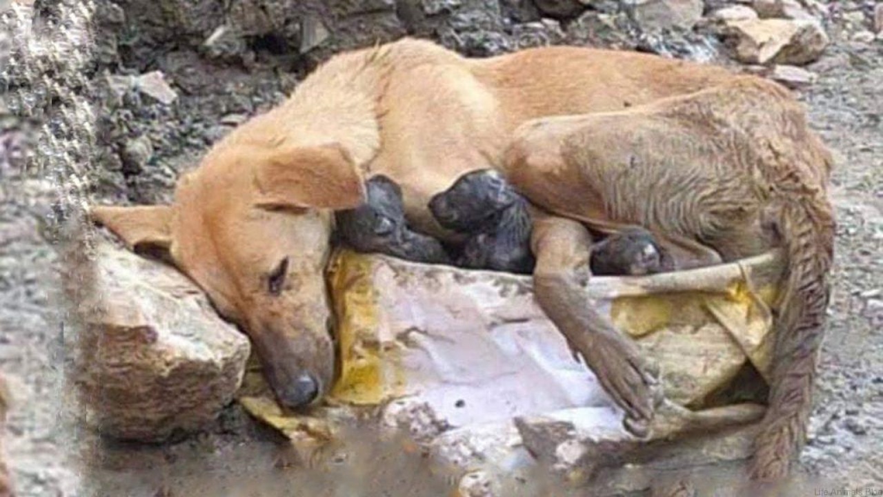 Cagnolina nascosta tra i cespugli per riparare i suoi piccoli dalla pioggia