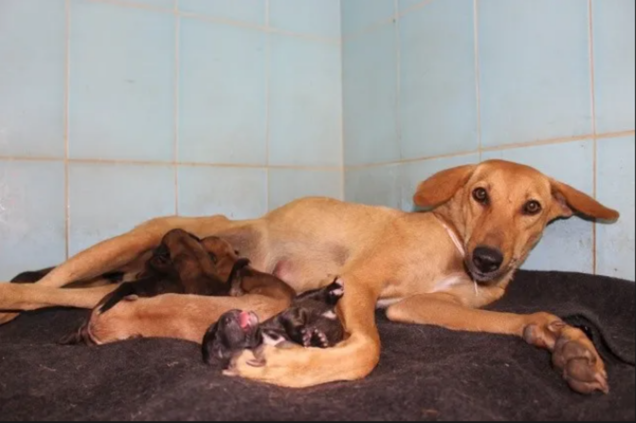 Cagnolina nascosta tra i cespugli per riparare i suoi piccoli dalla pioggia