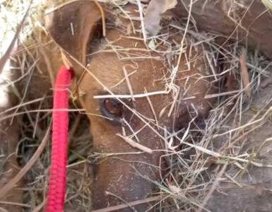 Cagnolina sepolta da un tronco in un terreno