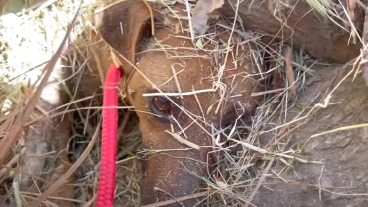 Cagnolina sepolta da un tronco in un terreno