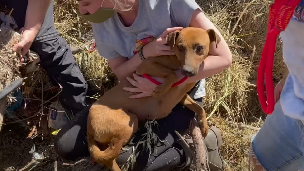 Cagnolina sepolta da un tronco in un terreno