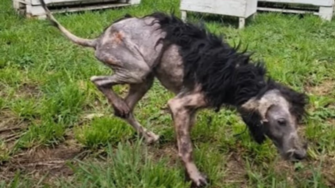 Cagnolina con peli a chiazze