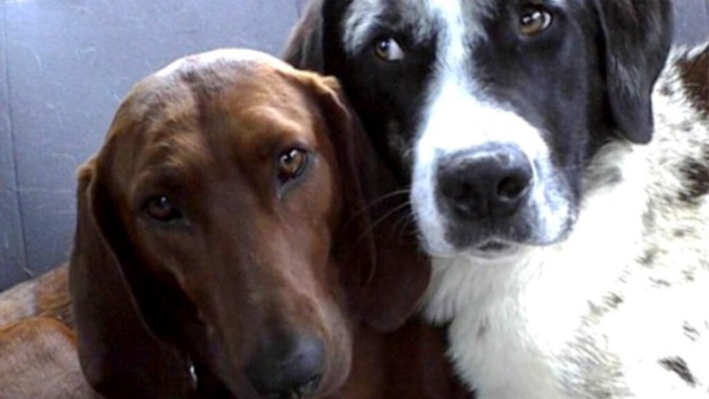 Queste due cagnolini si sono conosciute in un rifugio