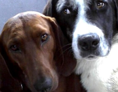 Queste due cagnolini si sono conosciute in un rifugio