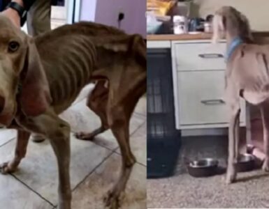 Cagnolino cachettico salvato da una ragazza