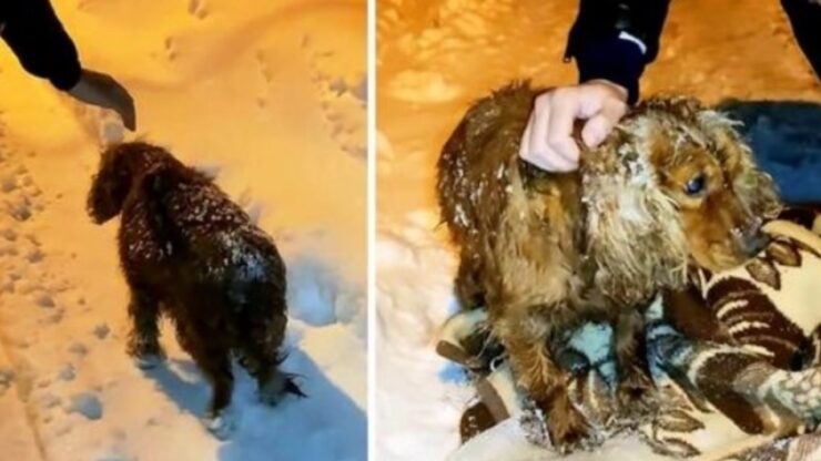 Cagnolino infreddolito nella neve: una coppia di giovani gli salva la vita