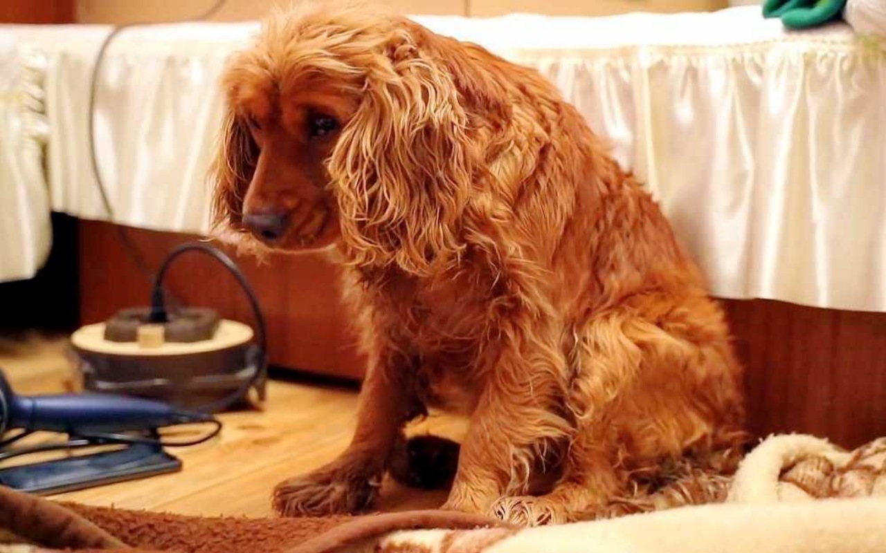 Cagnolino infreddolito nella neve: una coppia di giovani gli salva la vita