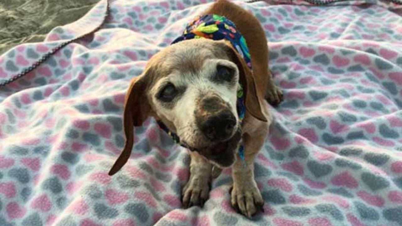 Cagnolino vecchio