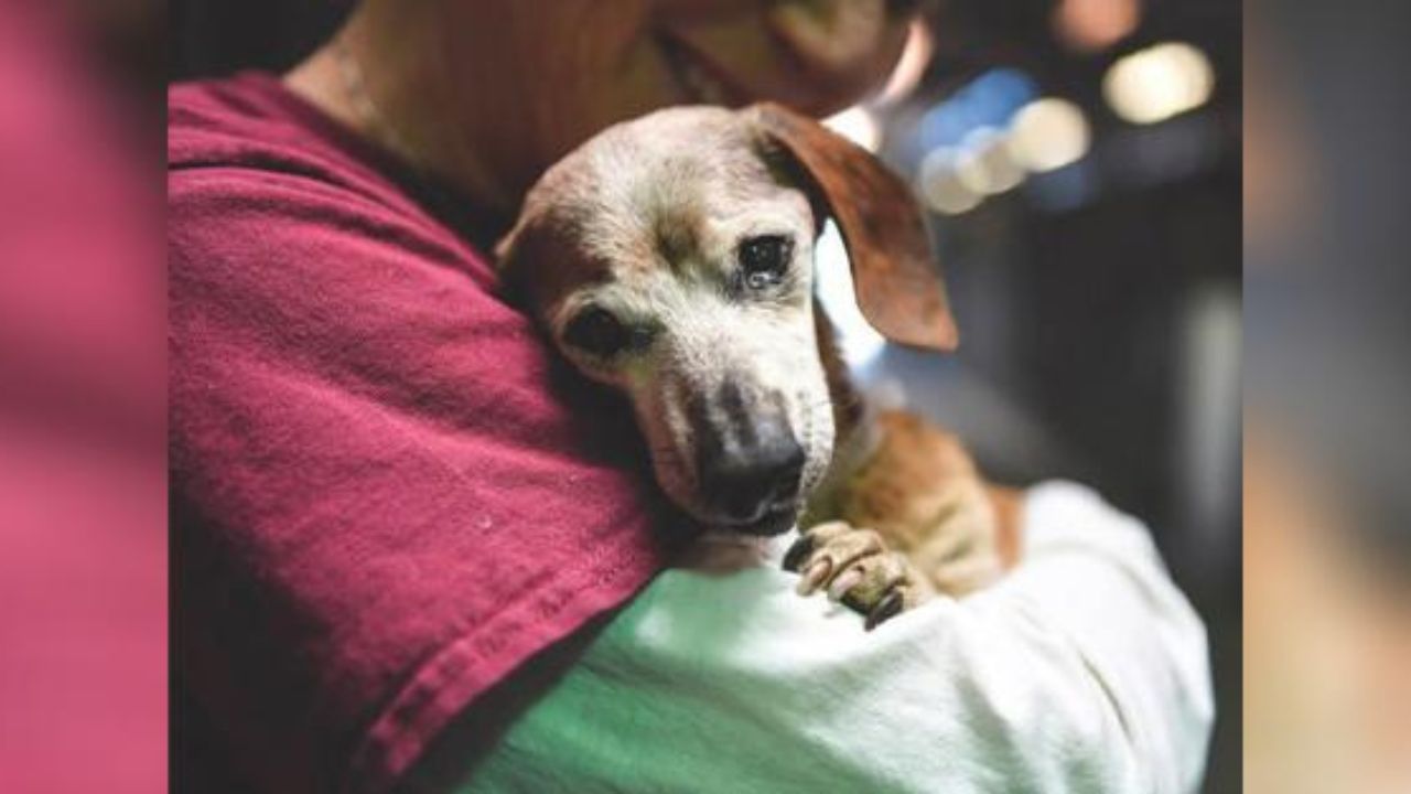 Cane stretto in un abbraccio