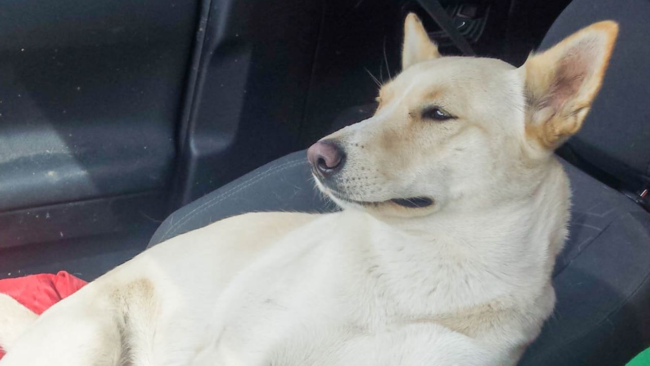 Cane di grande taglia in auto