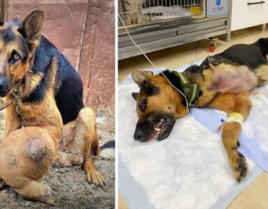 Cane con tumore alle ossa: salvato dai volontari