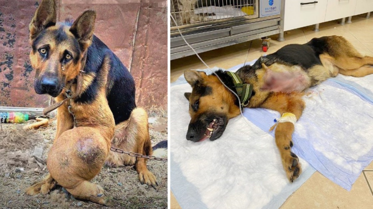 Cane con tumore alle ossa: salvato dai volontari