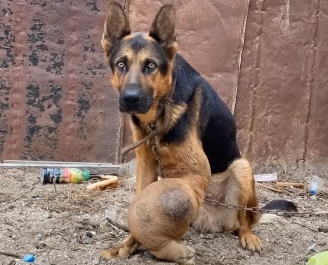 Cane con tumore alle ossa: salvato dai volontari