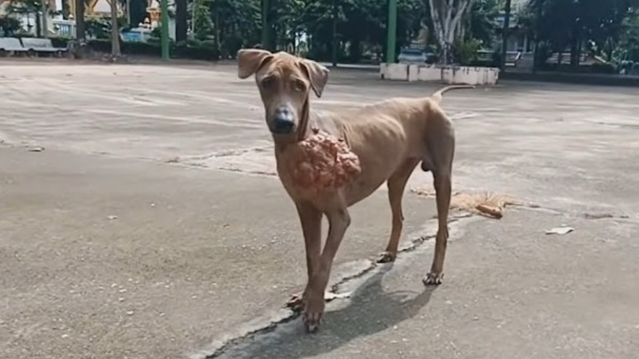 Cane con un male sul collo: salvata dai volontari