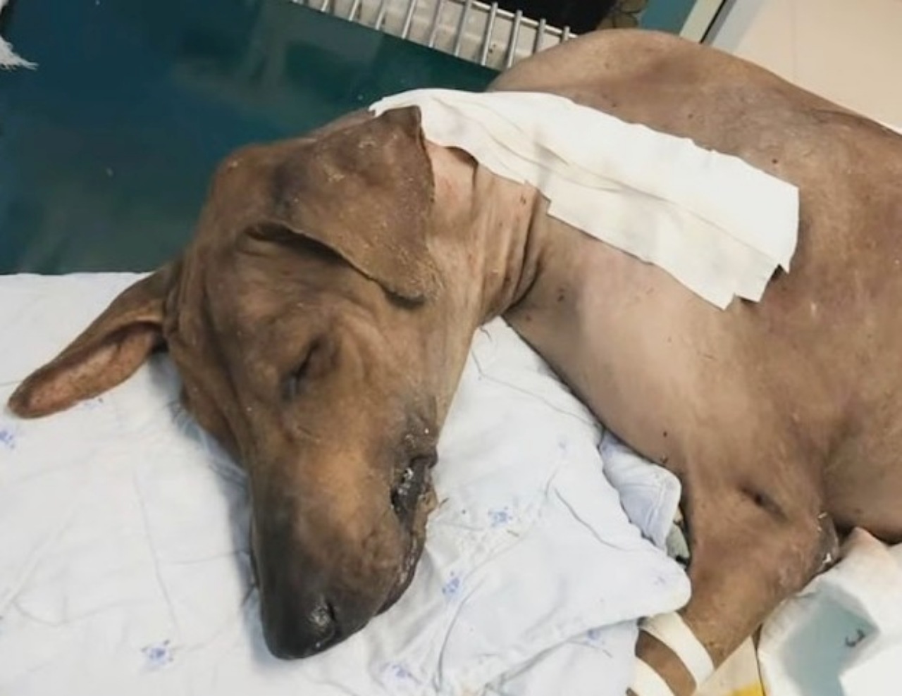 Cane con un male sul collo: salvata dai volontari