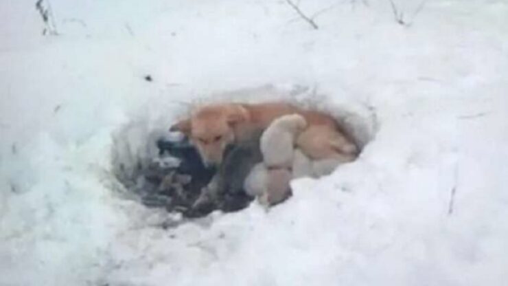 Cane dà alla luce i suoi cuccioli nella neve: sopravvivono per tre settimane in queste condizioni