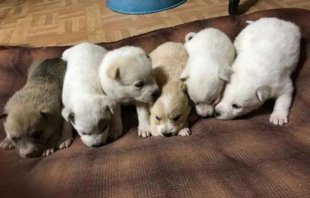 Cane dà alla luce i suoi cuccioli nella neve: sopravvivono per tre settimane in queste condizioni