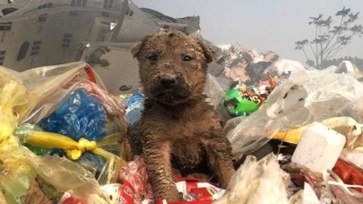 Cucciolo ritrovato in una discarica