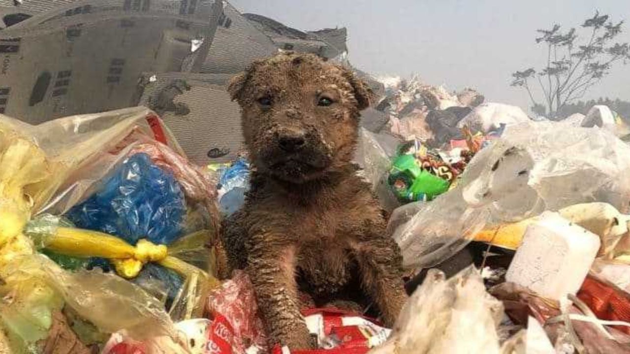 Cucciolo in una discarica 