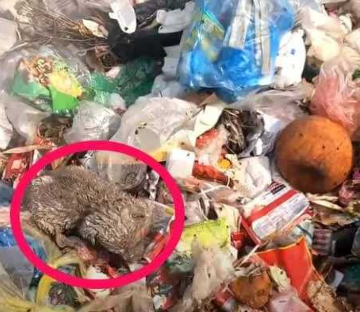 Piccolo cane tra i rifiuti