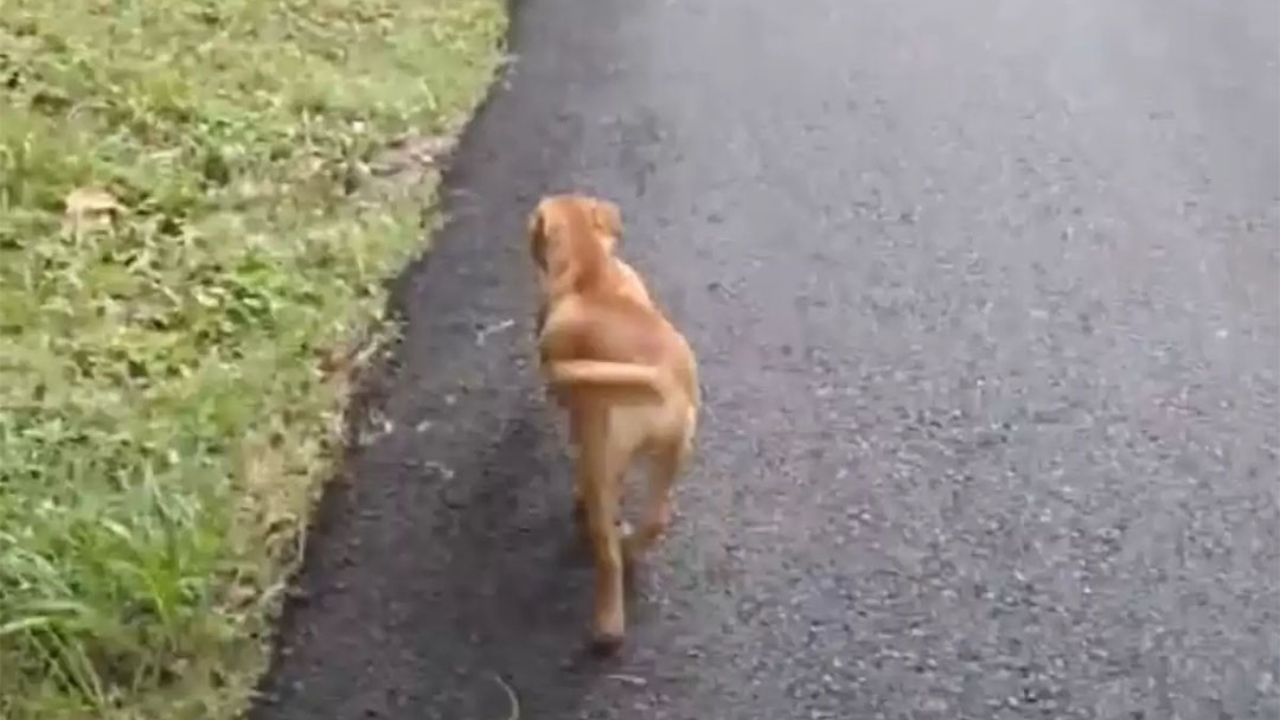 Cane alla disperata ricerca di un aiuto