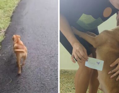 Cane cerca e trova aiuto