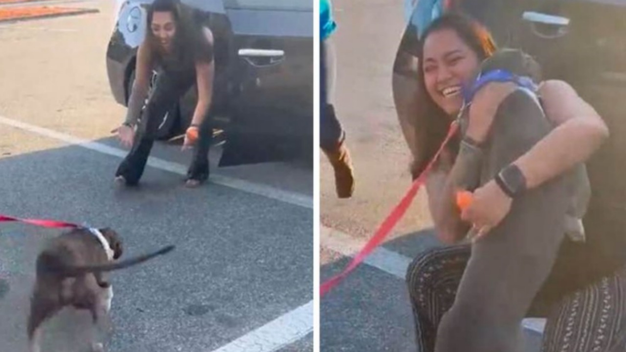 Cane disperso per 2 anni: il commovente incontro con la padrona