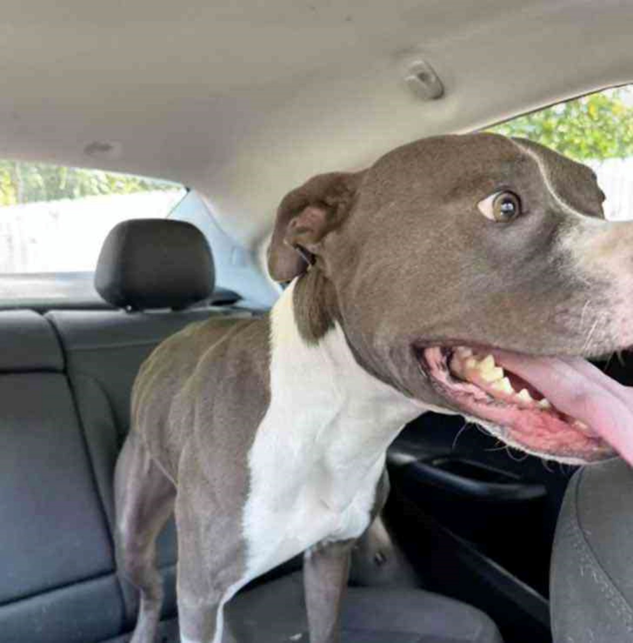 Cane disperso per 2 anni: il commovente incontro con la padrona