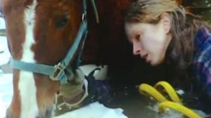 Cane lupo salva la cavalla e la sua padrona