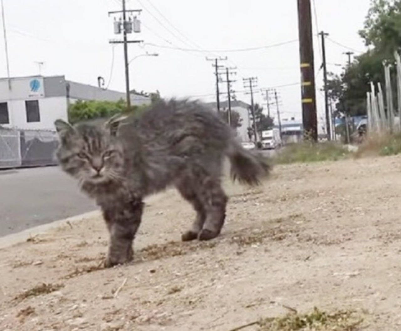 Cane malato salvato dai volontari