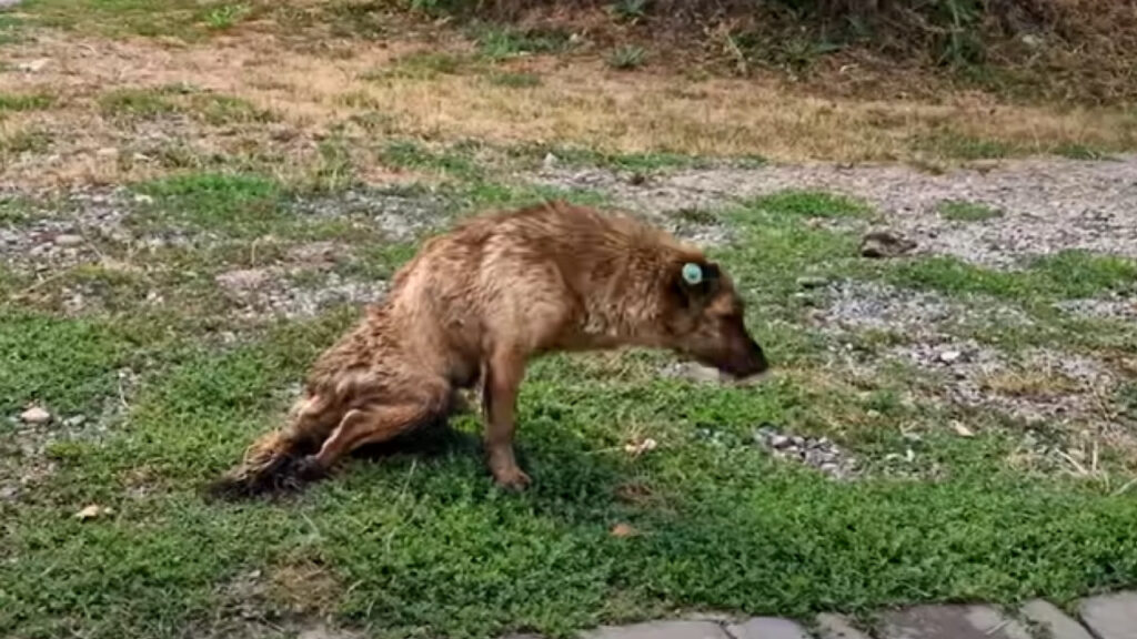 Cane paralizzato viene abbandonato tra gli orrori della guerra 