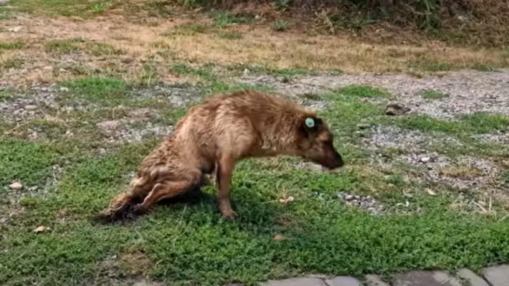 Cane paralizzato viene abbandonato tra gli orrori della guerra