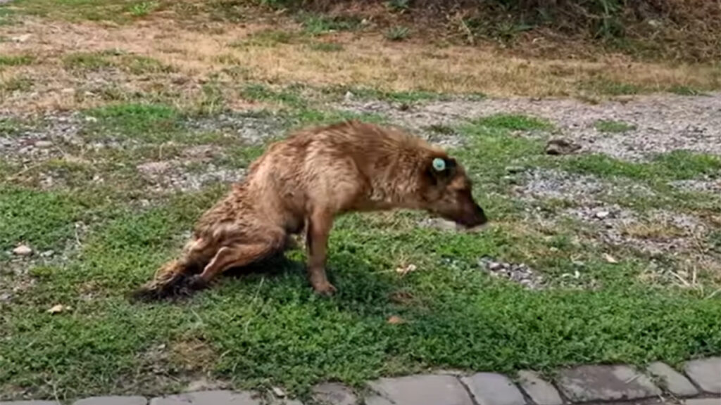 Il povero cagnolino paralizzato viene salvato da Olena