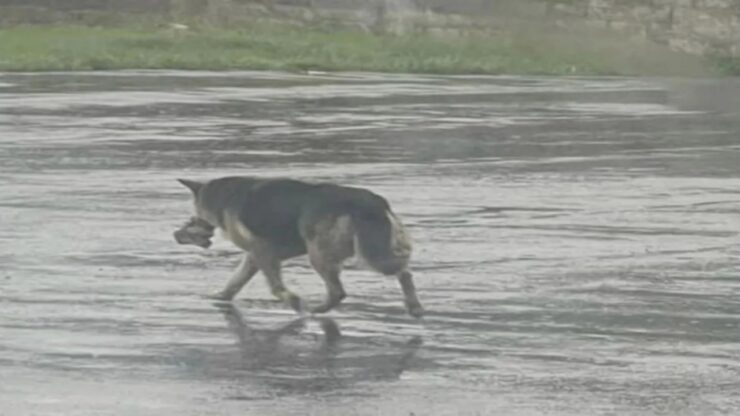 Cane porta il peluche in giro: non gli resta altro dopo la morte del proprietario