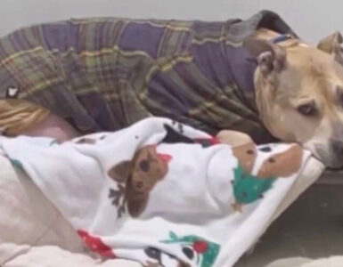 Il cane Rockland ha sofferto tantissimo per dieci anni