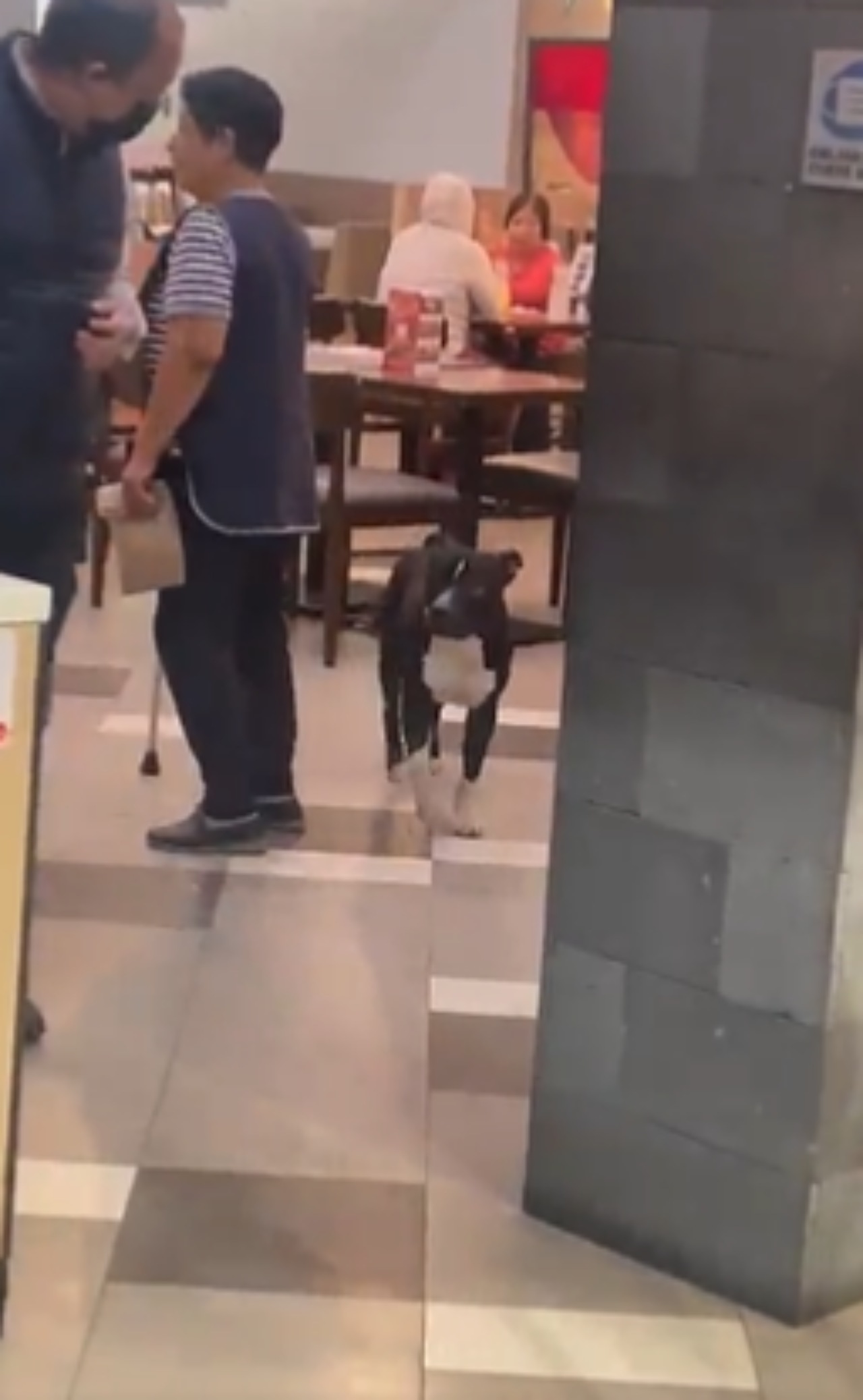 Cane randagio trova riparo durante un temporale in un ristorante