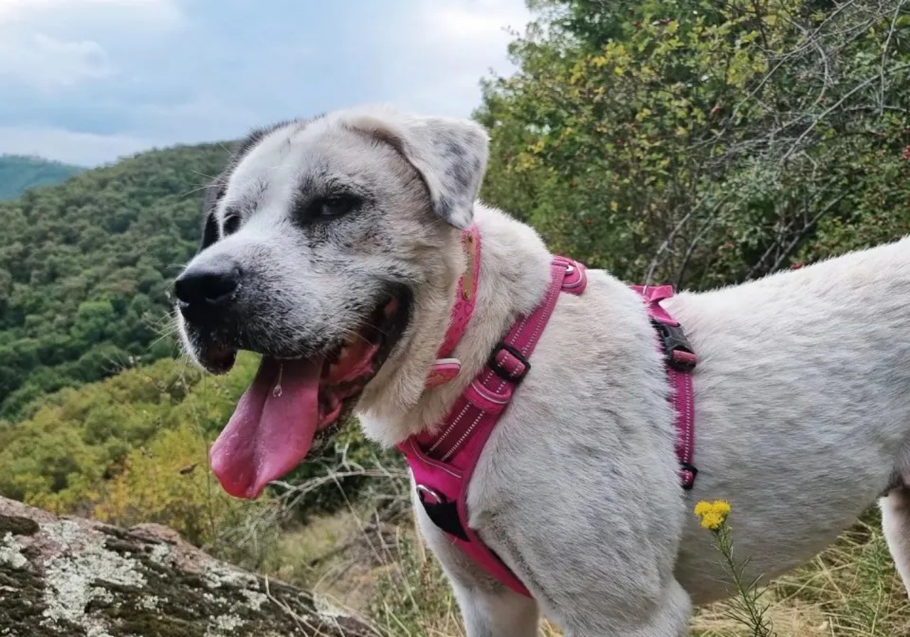 Cane randagio non abbandona il suo amico