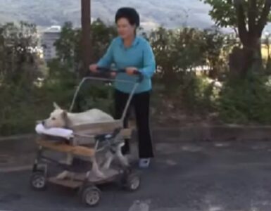 Cane resta paralizzato dopo un brutto incidente
