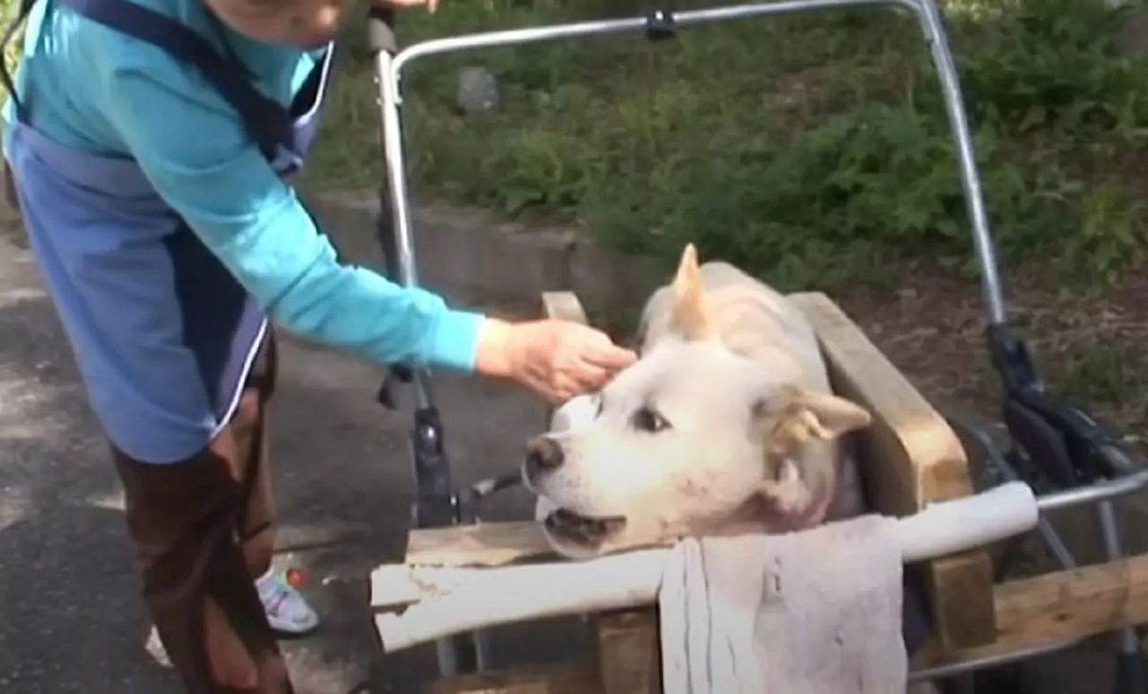 Cane resta paralizzato dopo un brutto incidente