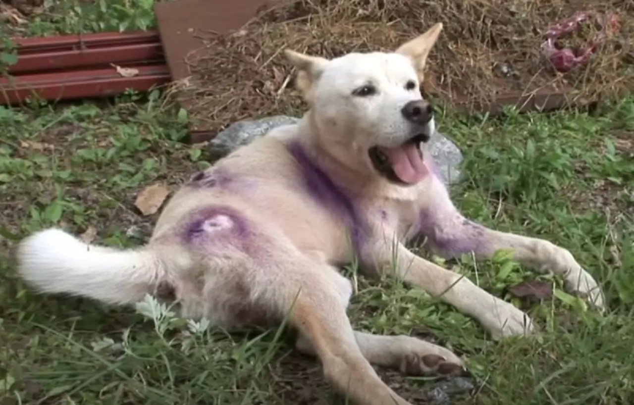 Cane resta paralizzato dopo un brutto incidente