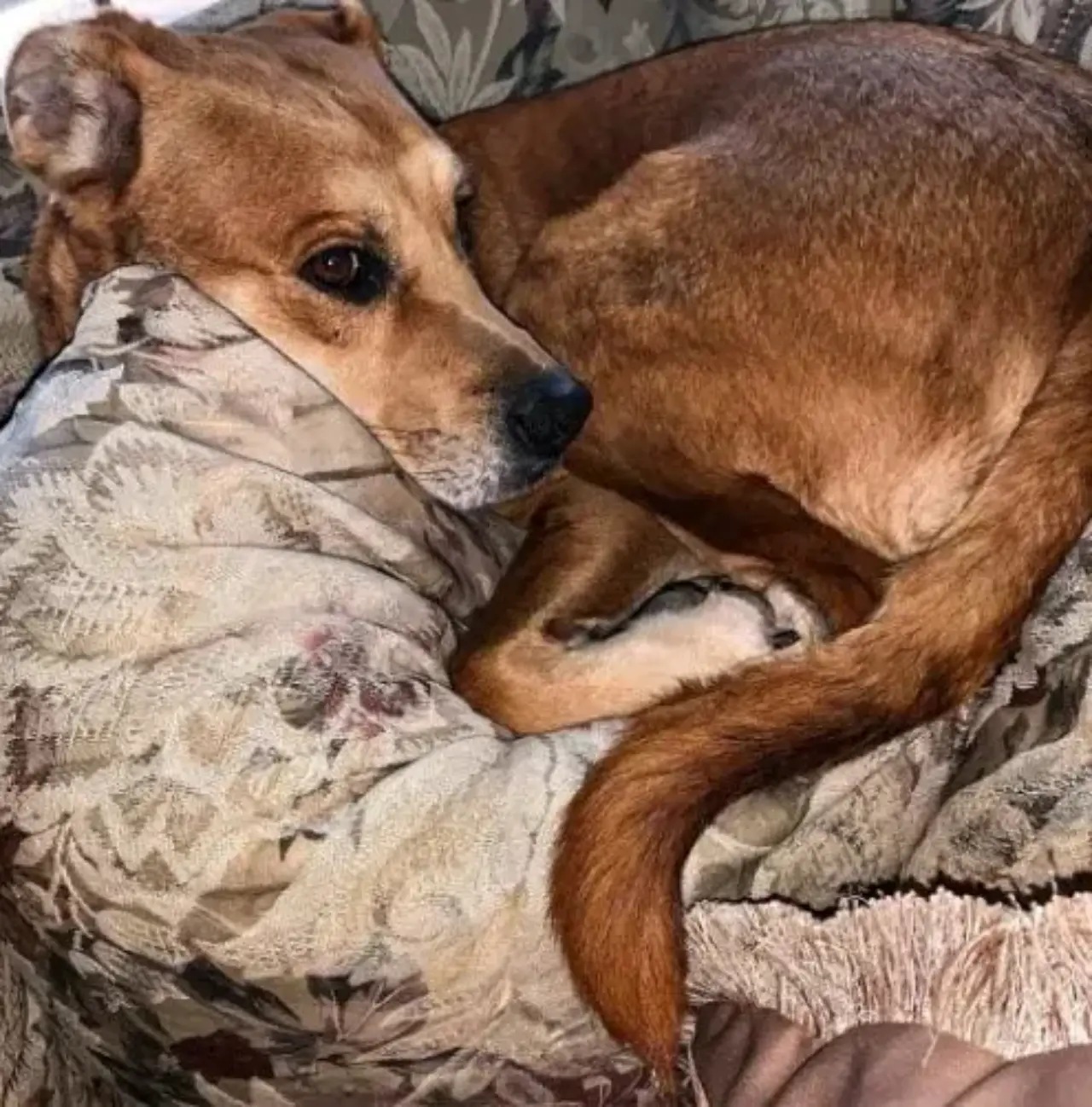 Cane riportato in rifugio perché i proprietari non avevano tempo per lui