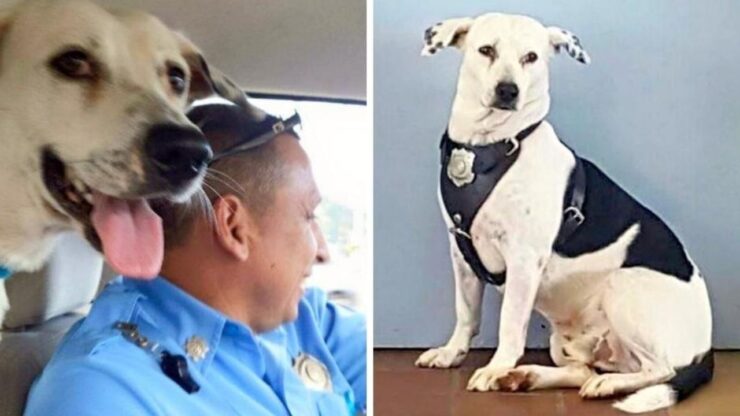 Cane adottato dagli agenti di polizia