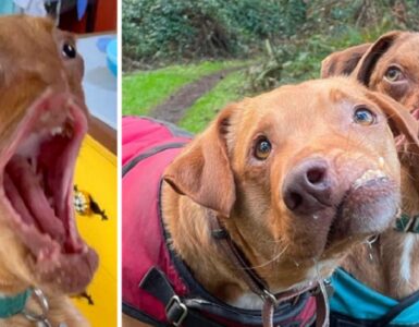 Cani con malformazioni facciali diventano migliori amici