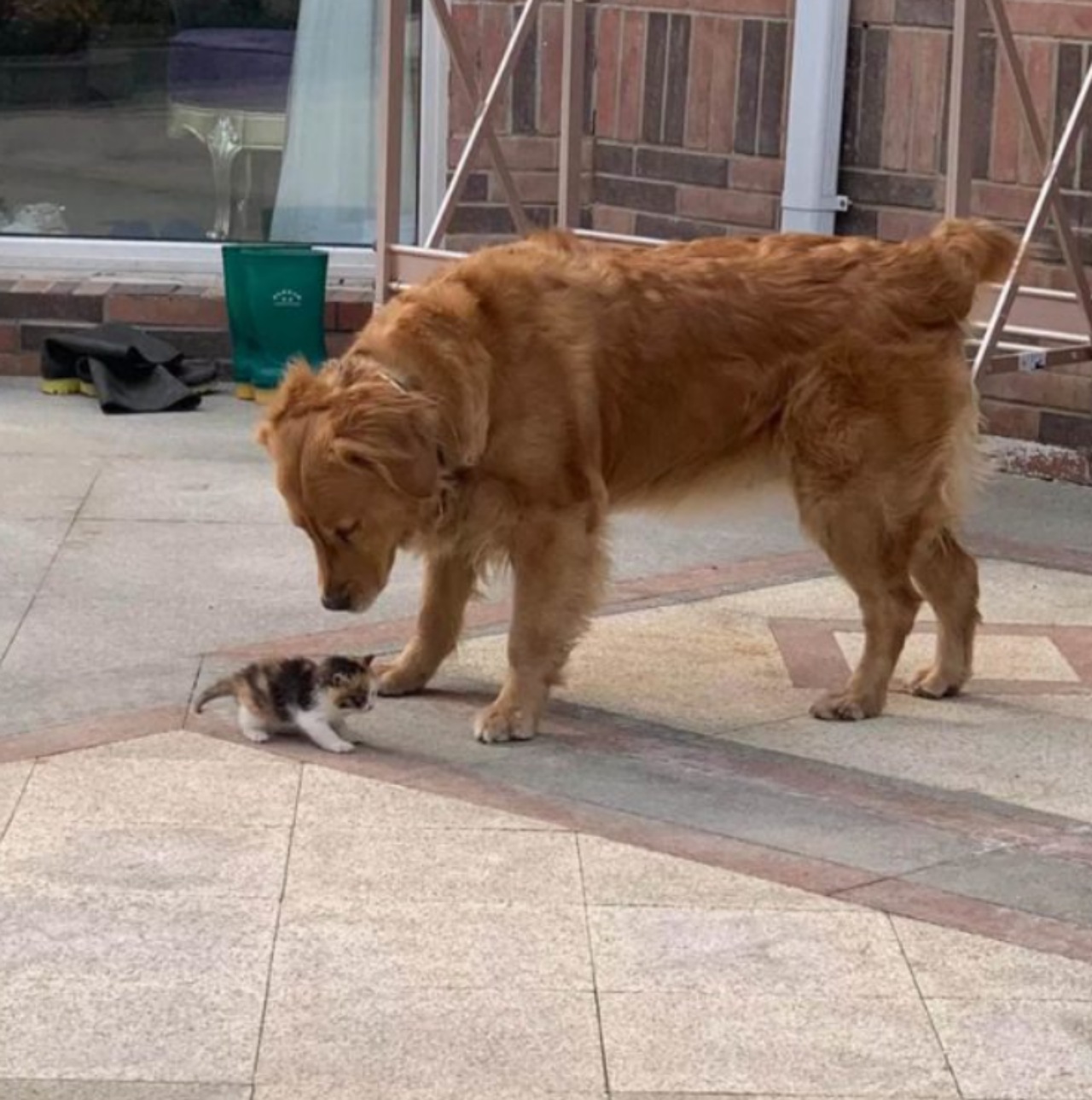 Cani incontrano un gattino e gli salvano la vita