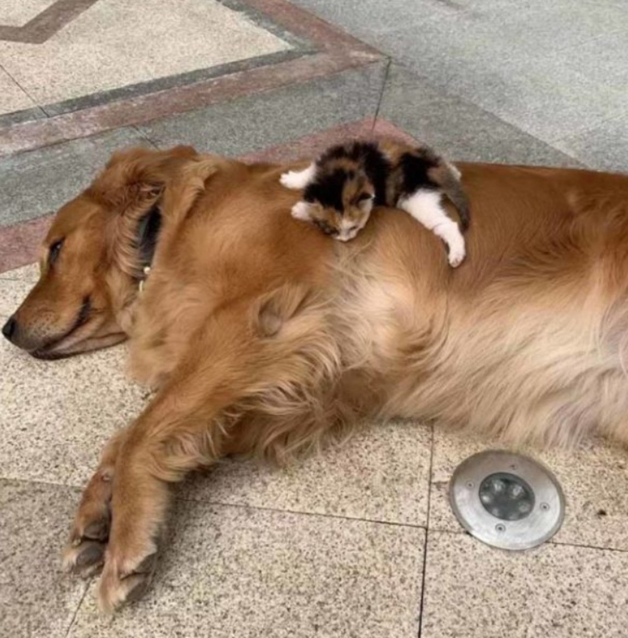 Cani incontrano un gattino e gli salvano la vita
