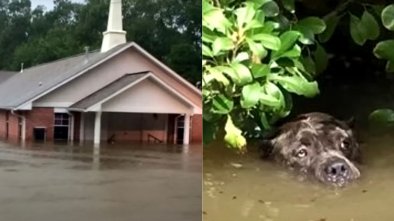 Cagnolone prova a sopravvivere in acqua